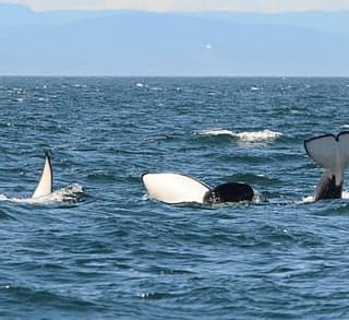 

						
				    	Fantastic day with Bigg’s Killer whales including Chainsaw!
				    
				    
				    	- Photo by <strong