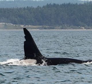 

						
				    	Fantastic day with Bigg’s Killer whales including Chainsaw!
				    
				    
				    	- Photo by <strong