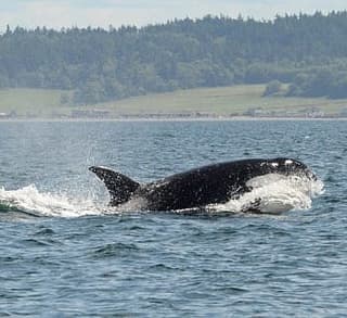 

						
				    	Fantastic day with Bigg’s Killer whales including Chainsaw!
				    
				    
				    	- Photo by <strong