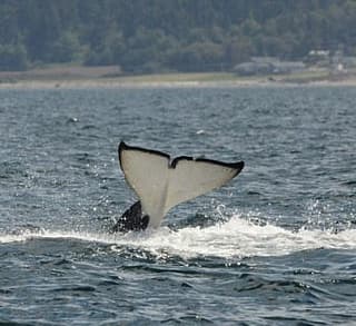 

						
				    	Fantastic day with Bigg’s Killer whales including Chainsaw!
				    
				    
				    	- Photo by <strong