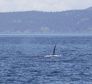 

						
				    	Fantastic encounter with Bigg’s Killer whales! The T2Cs!
				    
				    
				    	- Photo by <strong