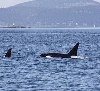

						
				    	Fantastic encounter with Bigg’s Killer whales! The T2Cs!
				    
				    
				    	- Photo by <strong
