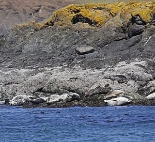 

						
				    	Fantastic encounter with Bigg’s Killer whales! The T2Cs!
				    
				    
				    	- Photo by <strong