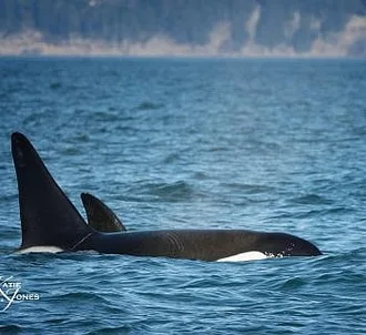 First tour of 2018! Bigg’s Killer whales and Abundant Wildlife!