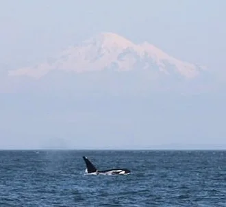 Springtime Killer Whale Sightings in the San Juan Islands!