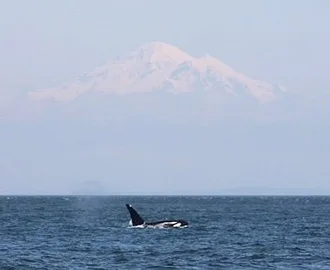 Springtime Killer Whale Sightings in the San Juan Islands!