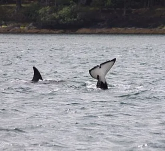 Bigg’s Killer whales eat and play!