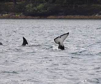 Bigg’s Killer whales eat and play!