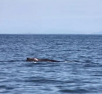 Beautiful day with Humpback whales!