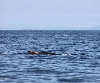 Beautiful day with Humpback whales!