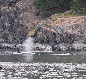 Active Bigg’s Killer whales in the San Juan Islands!