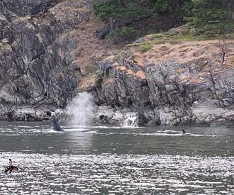 Active Bigg’s Killer whales in the San Juan Islands!