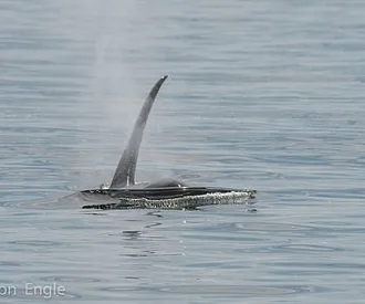Incredible day with Bigg’s Killer whales, Bald Eagles, and a Sea Otter!