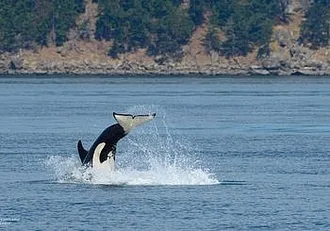 Whale Watch Report: June 18, 2019 AM – Western Prince II