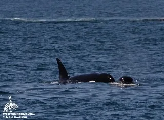 Whale Report: May 31, 2019