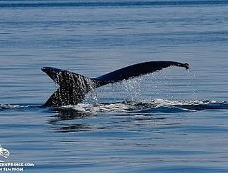 Whale Report: June 3, 2019
