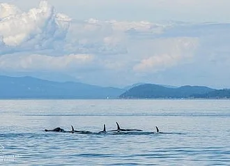 Whale Report: July 16, 2019 AM- Bigg’s Killer whales!