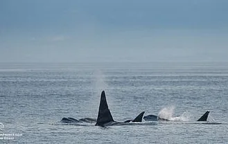 Whale Watch Report: June 25, 2019 PM – The T46s and T124As!