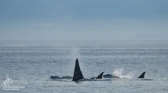 Whale Watch Report: June 25, 2019 PM – The T46s and T124As!