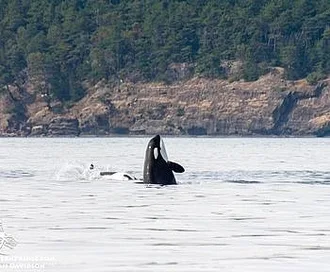 Whale Watch Report: July 16, 2019 PM – Playful Bigg’s Killer whales!