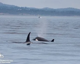 Whale Watch Report: July 31, 2019 AM – Bigg’s Killer whales (T46Bs)