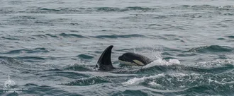 Whale Report: July 30, 2019 PM – The T65As!