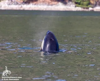 Killer whales in the San Juan Islands