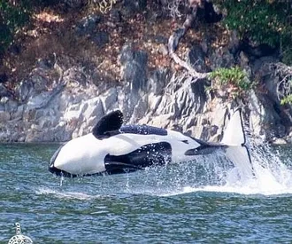 Whale Watch Report: August 1, 2019 PM – The T65As (Marine mammal feeding Killer whales)