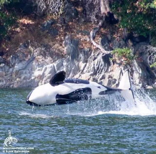 Killer whales in the San Juan Islands