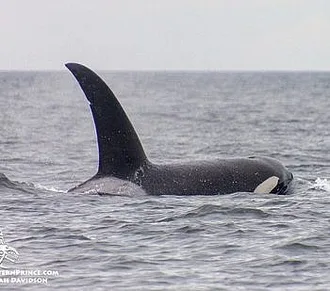 Whale Report: September 11, 2019 – Bigg’s Killer whales (T18s) & a Humpback whale!