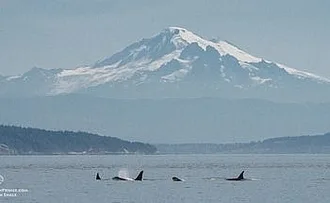 What is the best time of year to see whales in San Juan Islands?