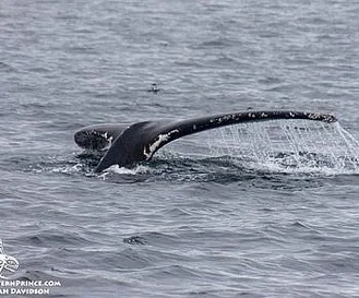 Whale Report: September 13, 2019 – Humpback Whale & Wonderful Wildlife!