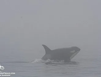 Whale Report: August 30, 2019 AM – J pod and Steller Sea lions