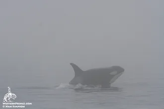 Whale Report: August 30, 2019 AM – J pod and Steller Sea lions