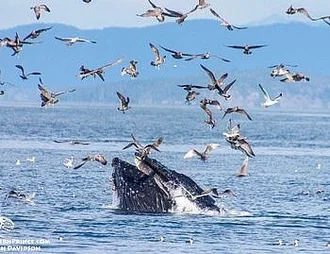 Whale Report: September 29, 2019 – Humpback whale lunge feeding!