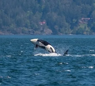 Whale Report: May 13, 2023 – Two humpback whales and the T36As!