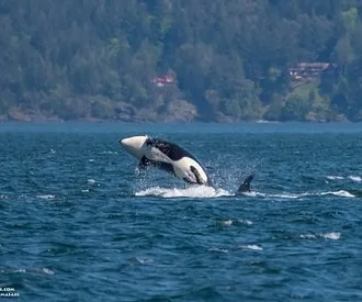 Whale Report: May 13, 2023 – Two humpback whales and the T36As!