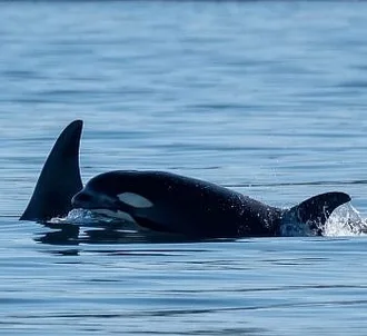 Whale Report: April 29, 2023 – Bigg’s Killer Whales and Two Humpbacks