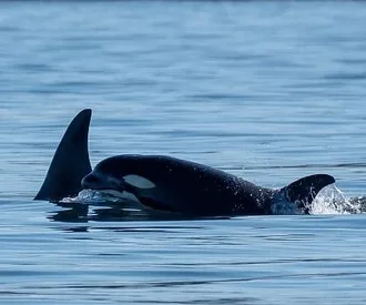 Whale Report: April 29, 2023 – Bigg’s Killer Whales and Two Humpbacks