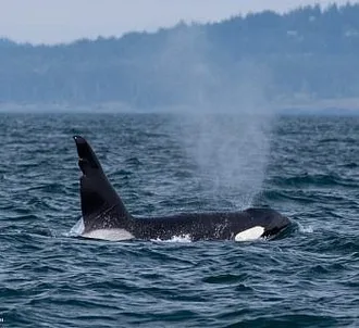 Whale Report: May 6, 2023 AM – Bigg’s Killer Whale T63 “Chainsaw” Sighting!