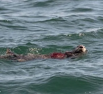 Whale Report: June 11, 2023 – We Ott Here