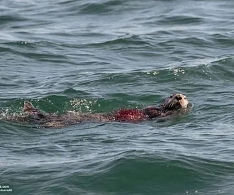 Whale Report: June 11, 2023 – We Ott Here