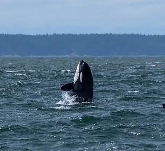 Whale Report: June 17, 2023 – Stormy T Party and Humpbacks