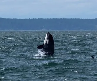 Whale Report: June 17, 2023 – Stormy T Party and Humpbacks