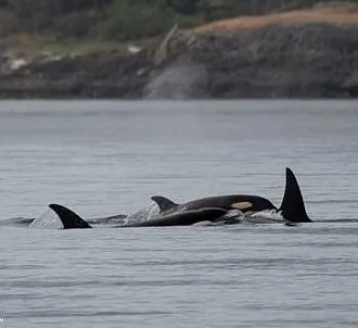 Whale Report: June 18, 2023 – T123s and T46B1s