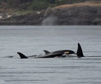 Whale Report: June 18, 2023 – T123s and T46B1s