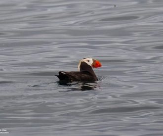 Whale Report: June 19, 2023 – T49C, Minke Whales and Tufted Puffins!