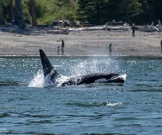 Whale Report: June 2, 2023 – T101s Through Deception Pass