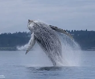 Whale Report: May 22, 2023 – Action Packed San Juan Channel