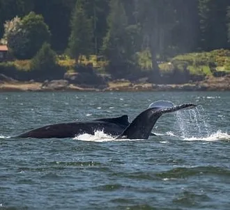 Whale Report: May 27, 2023 –  Big Mama and Valiant!